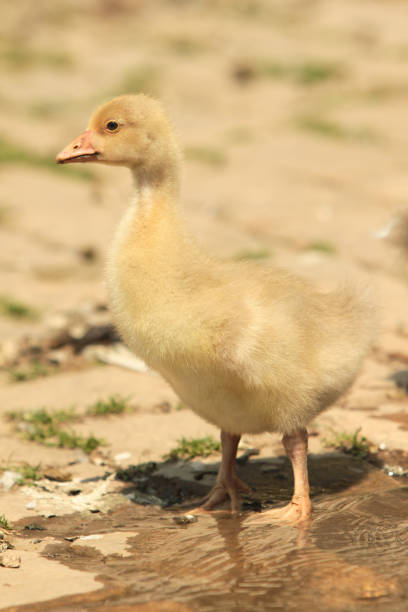 istock Domestic baby duck in the yard 846762518
