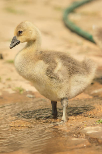 istock Domestic baby duck in the yard 846762848