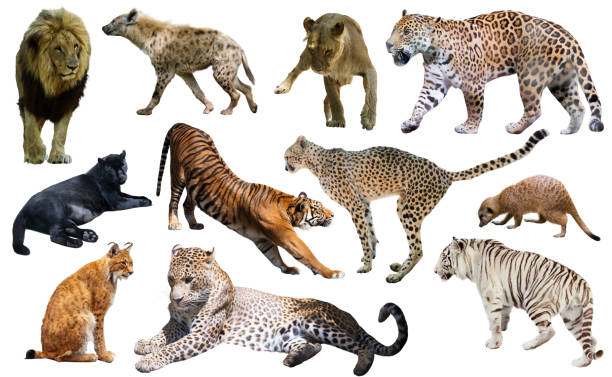 istock Set of African predators isolated over white 846763026