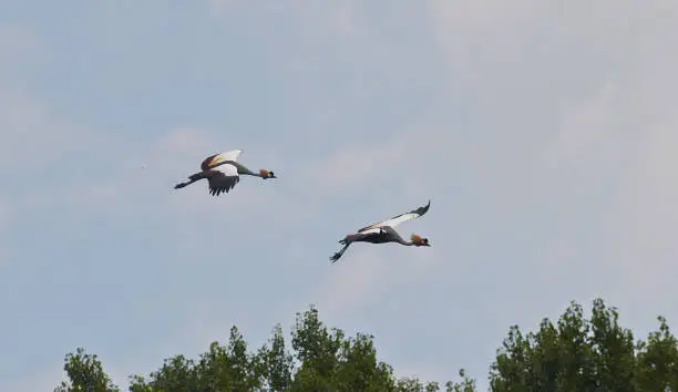 Two grey crowned cranes bird (Balearica regulorum) are flying.
