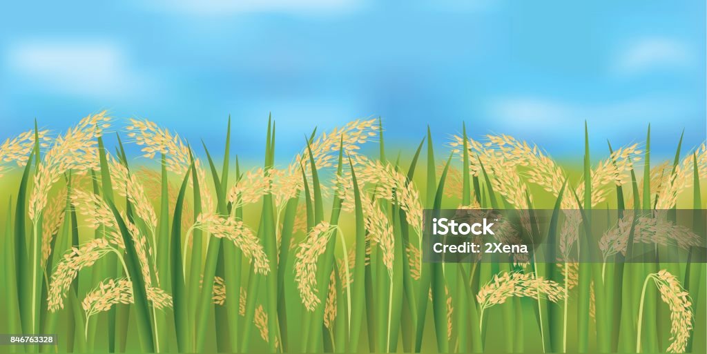 Blue Rice Farm Drawing Horizontal Seamless Rice Field With The Blue Sky Stock Illustration ...