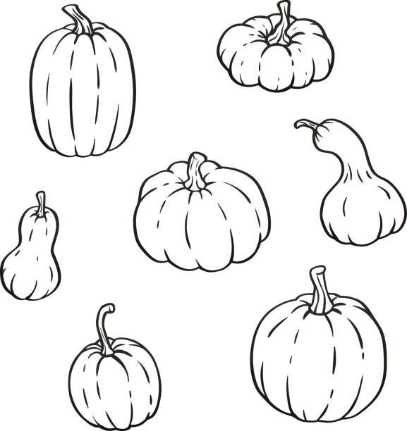 ilustrações de stock, clip art, desenhos animados e ícones de vector isolated collection of outline pumpkins, gourds different types, shapes and sizes - cushaw