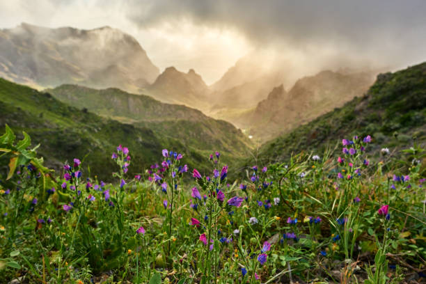 abstract flowers on the mountains morning time in Tenerife mountains with abstract purple flowers. teno mountains photos stock pictures, royalty-free photos & images