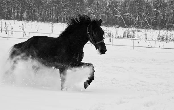 istock The black horse runs in the snow 846767538