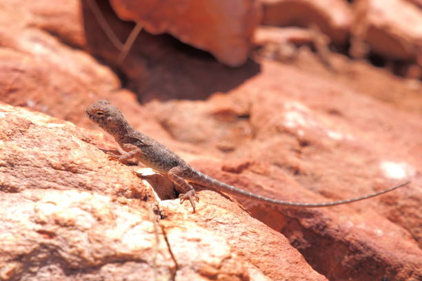 istock Central Netted Dragon, Ctenophorus nuchalis at Trephina Gorge 846770940