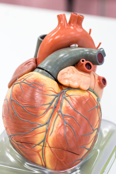 istock Structure of the heart for classroom education. 846773836