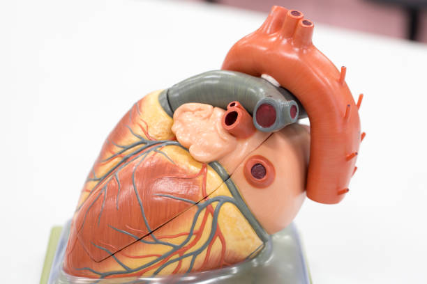 istock Structure of the heart for classroom education. 846773850