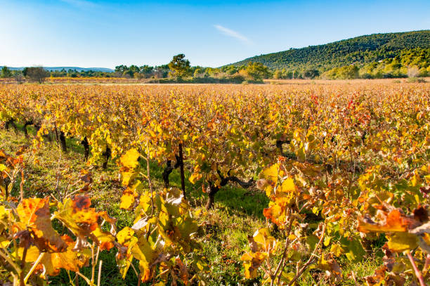 istock Vineyard in French Provence 846773892