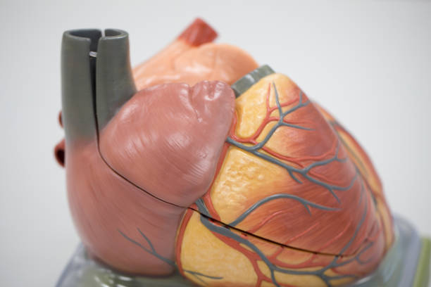 istock Structure of the heart for classroom education. 846773982