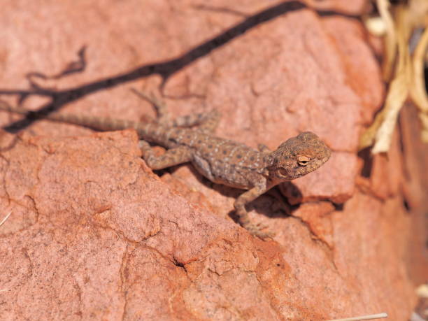 istock Central Netted Dragon, Ctenophorus nuchalis at Trephina Gorge 846774990