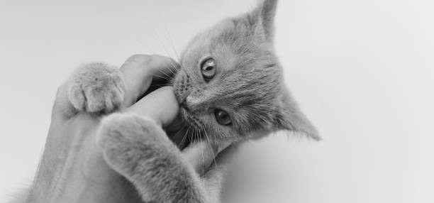 istock Angry breed cat Briton bites his hand to his master top view soft focus. Education of British cats. 846778280