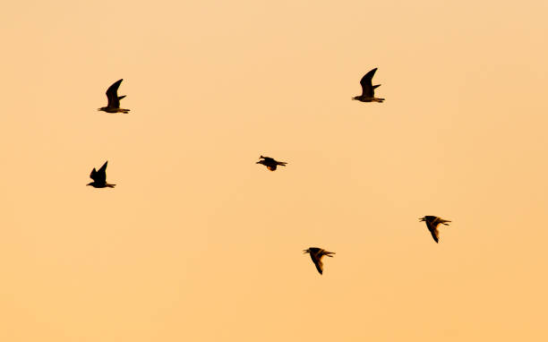 istock A flock of birds at sunset in nature 846782708