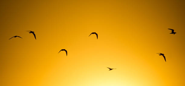 istock A flock of birds at sunset in nature 846782784