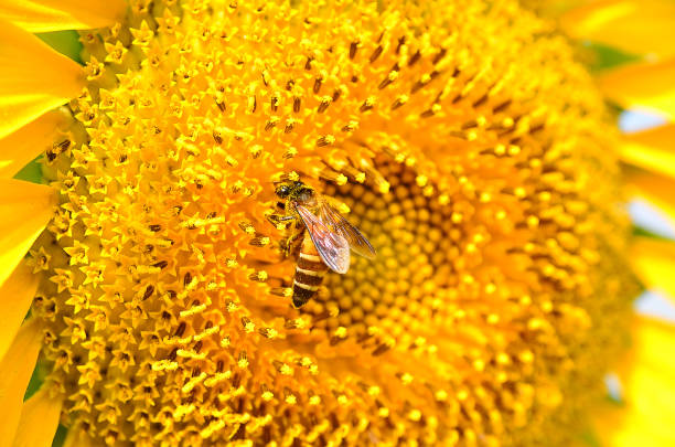 istock close up of bee on sunflower 846783092