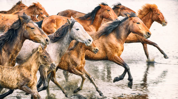 istock Wild Horses of Anatolia 846783152