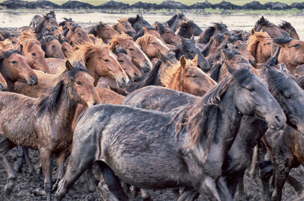 istock Wild Horses of Anatolia 846783160