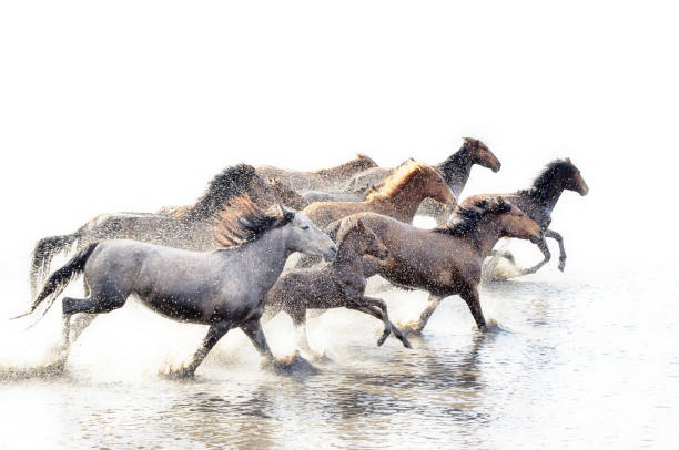 istock Wild Horses of Anatolia 846783272