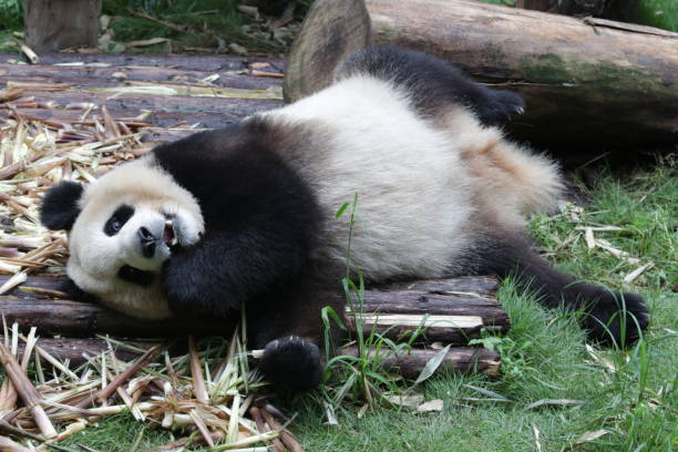 istock Giant Panda in Chengdu, China 846786410