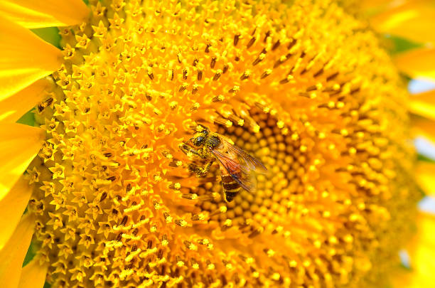 istock close up of bee on sunflower 846786934