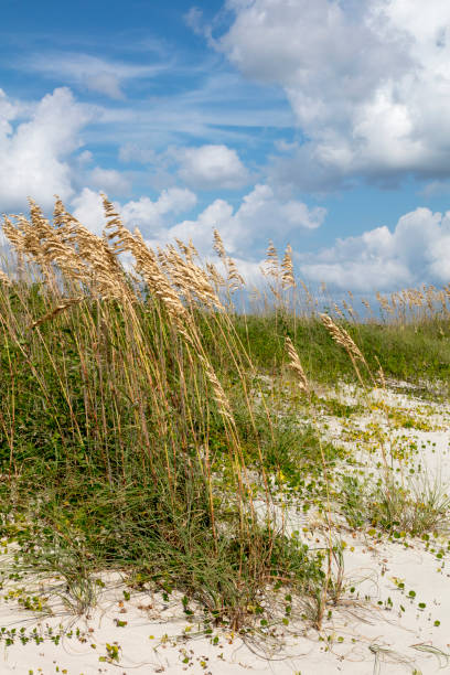 istock Beach and Sea oats 846787294