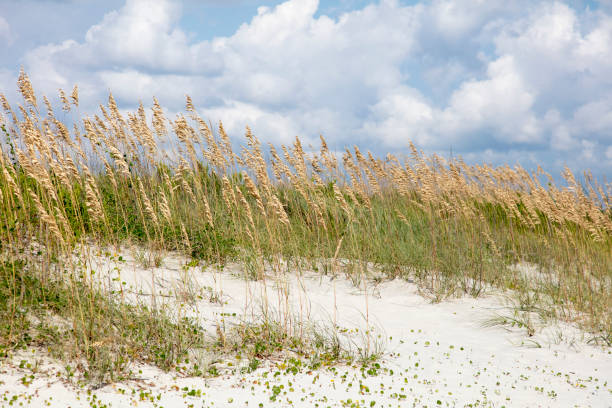 istock Beach and Sea oats 846789456