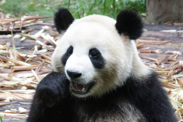 istock Giant Panda in Chengdu, China 846789612