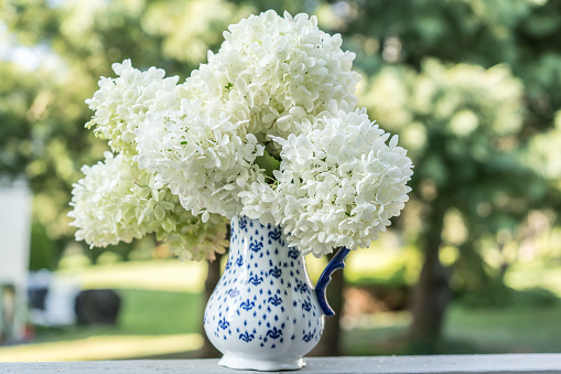Cut hydrangea flower heads in blue and white pitcher outdoors.
