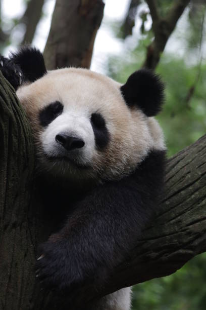 istock Giant Panda in Chengdu, China 846790620