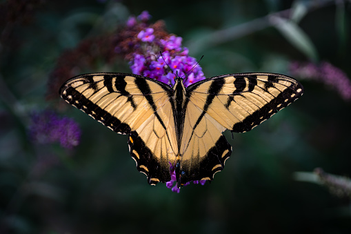 his unique species of swallowtail is a quick and strong flier, gliding when able. The males are a bright yellow.