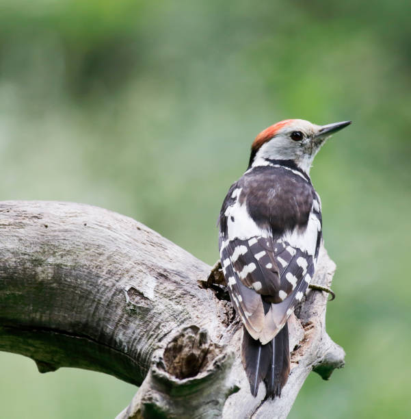 Middle Spotted Woodpecker (Dendrocopos medius) Male L 19.5-22 cm.

 the middle spotted woodpecker dendrocopos medius stock pictures, royalty-free photos & images