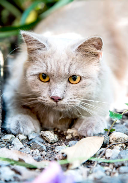 gatto persiano, animale e animale domestico incantevoli in giardino - discerning foto e immagini stock