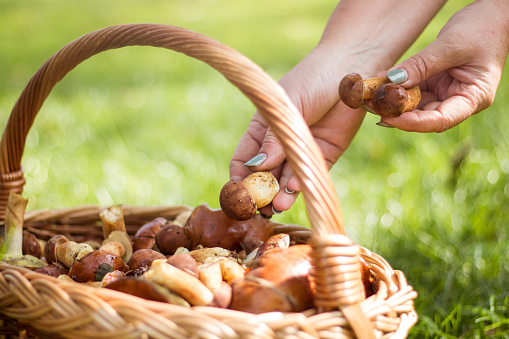 Female hand placing mushrooms in the basket