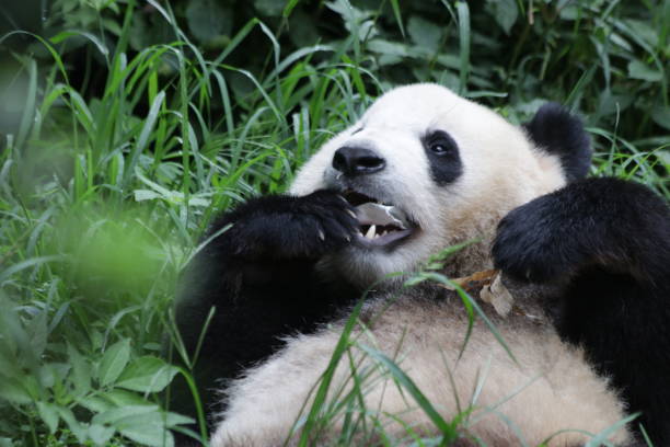 istock Giant Panda in Chengdu, China 846799822