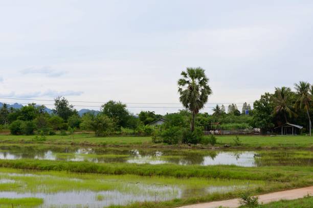istock Rice fields at the edge of the jungle 846800630