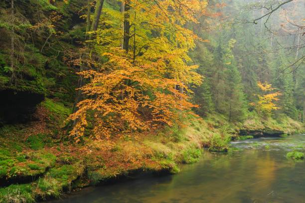 istock Autumn colored trees, leaves, rocks around the beautiful river 846805378