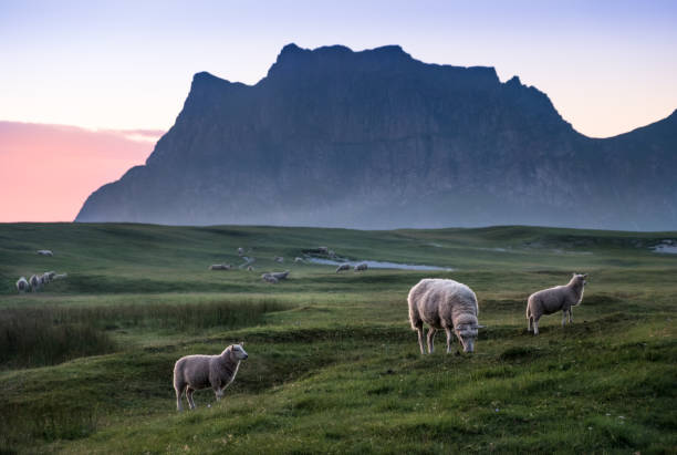 molti agnelli pascolano nei prati durante la notte d'estate nelle lofoten, norvegia - sheep flock of sheep pasture mountain foto e immagini stock