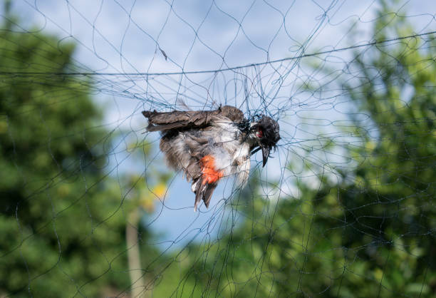 birds caught in the net