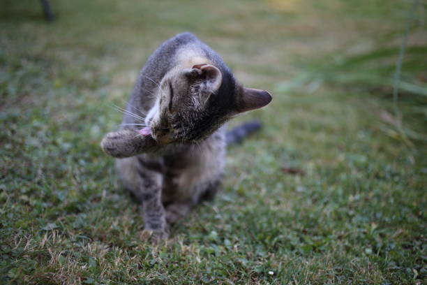 istock Cats outdoors 846806646