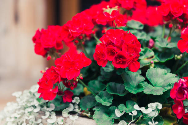 istock Red flowers blooming in a bouquet at a windowsill 846806704