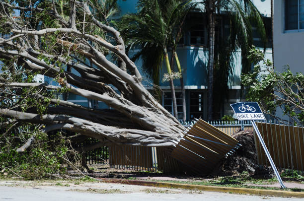 tropical tree toppled in hurricane irma miami - cyclone fence imagens e fotografias de stock