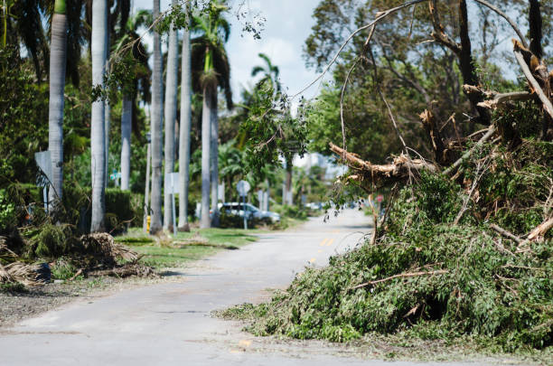 istock Fallen Trees in South Beach after Hurricane Irma in Miami 846813804