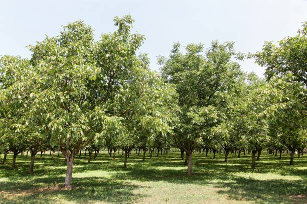 istock Wanut trees in Grenoble, France 846814754