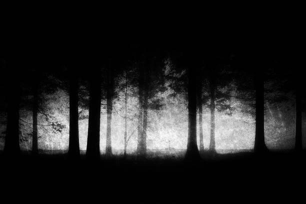 dunkel und unheimlich wald mit grunge texturen - gegenlicht fotos stock-fotos und bilder