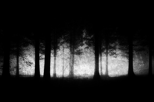 bosque oscuro y asustadizo con texturas Grunge photo