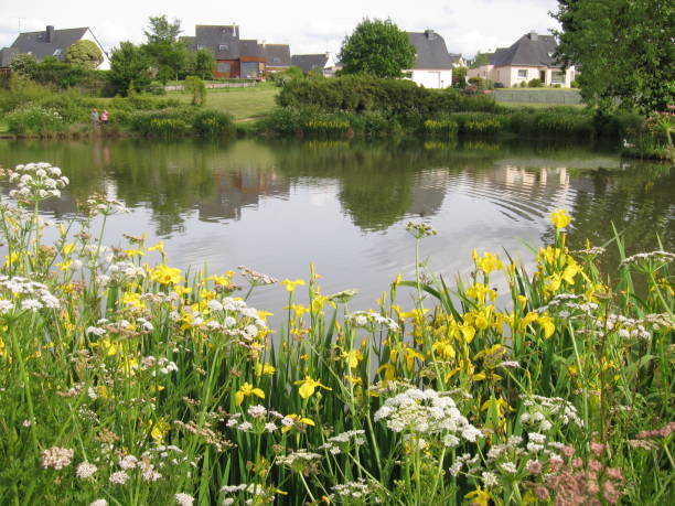 istock Group of wild Iris flowers beside a pond 846818172