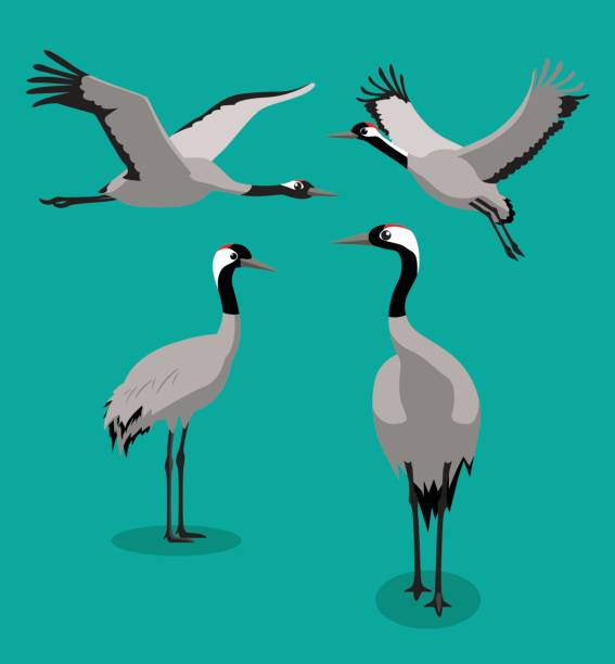 Bird Common Crane Cartoon Vector Illustration Animal Character EPS10 File Format eurasian crane stock illustrations