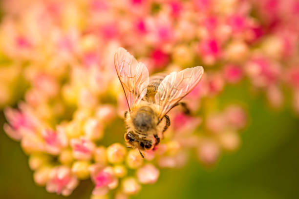 istock bee on flower of livelong 846818508
