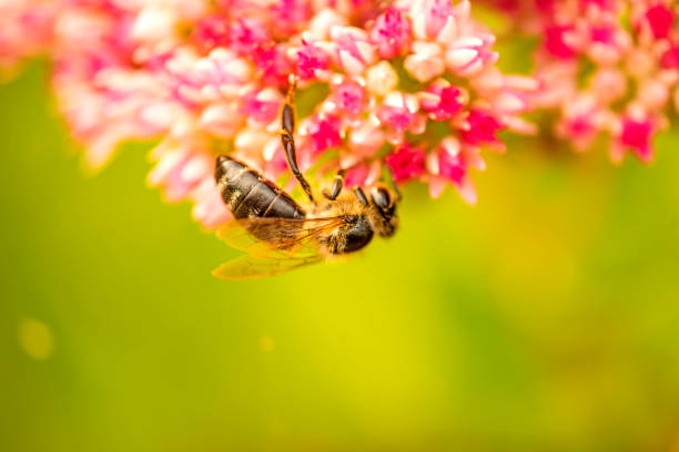 bee on flower of livelong