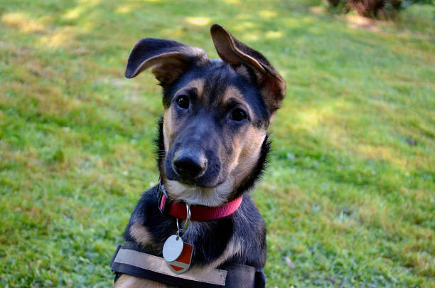 istock Portrait of a young dog 846827032