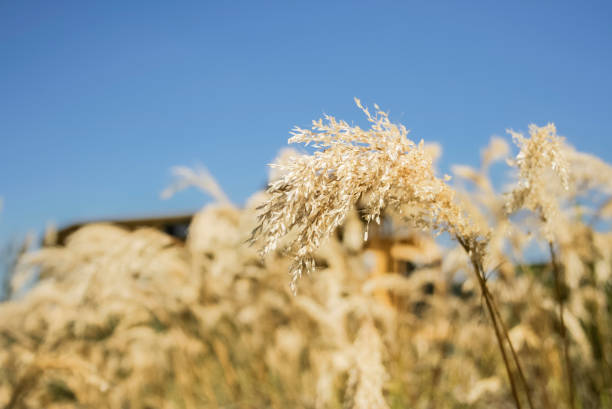 istock Dry grass flower blowing in the wind 846827666